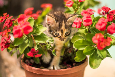 Close-up of cat on flower pot