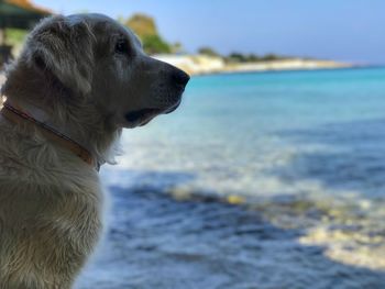 Close-up of dog at beach against sky