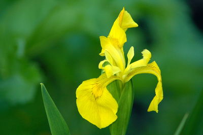 Close-up of yellow daffodil