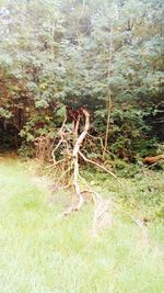 View of tree in forest