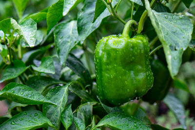 Close-up of wet plant