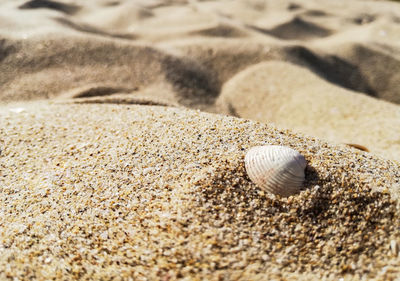 Close-up of seashell on sand
