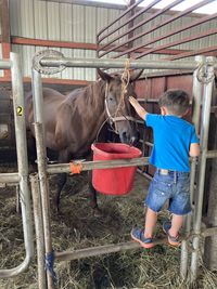 Little boy looks at horse in a stable 