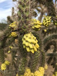 Close-up of yellow flowers growing on tree