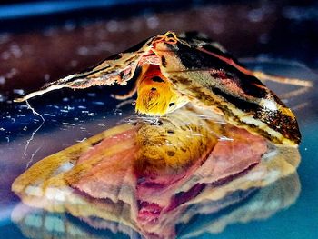 Close-up of butterfly on leaf