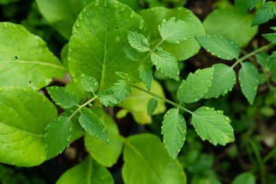 Close-up of green leaves