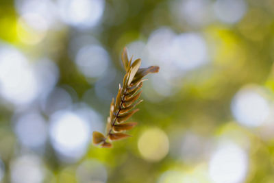 Close-up of fresh green plant against blurred background