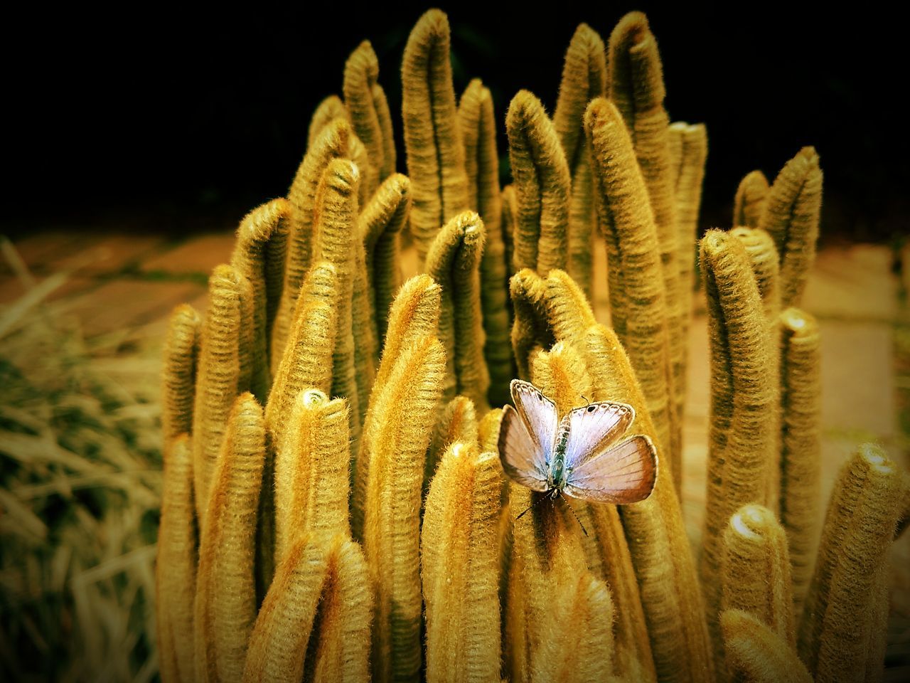 close-up, animal themes, animals in the wild, focus on foreground, insect, wildlife, nature, one animal, outdoors, selective focus, no people, black background, plant, pattern, night, studio shot, spiked, flower, beauty in nature