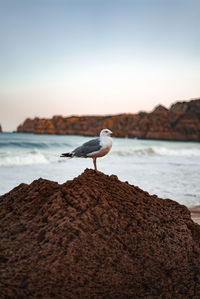 Seagull perching on rock by sea against sky