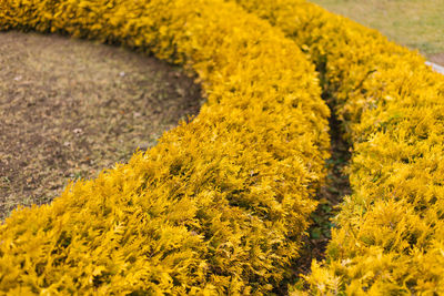 Beautiful bushes of yellow thuja leaves. garden plants in the shape of a circle. autumn season. 