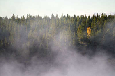 Trees in forest against sky