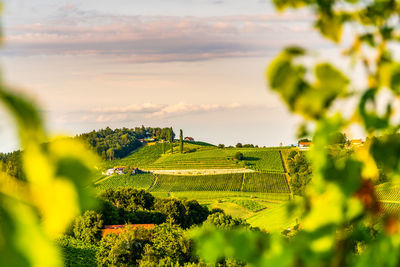 Scenic view of agricultural field against sky