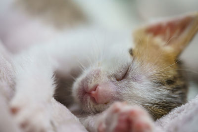 Close-up of cat sleeping