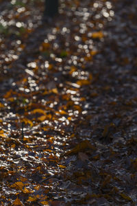 High angle view of leaves during autumn