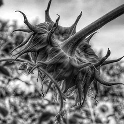 Close-up of butterfly on plant against sky