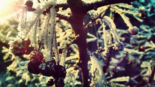 Close-up of plant against blurred background
