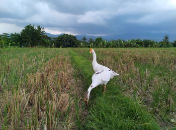 View of bird on field against sky