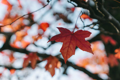 Close-up of orange maple leaves on tree