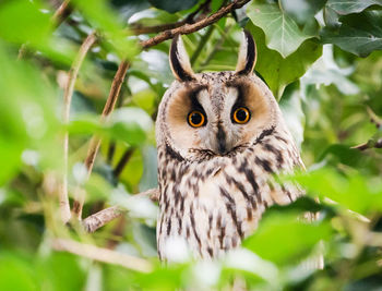 Portrait of bird on tree branch