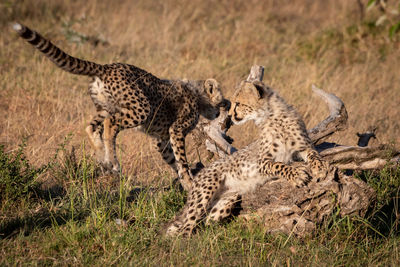 Close-up of cheetahs on field