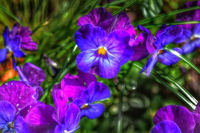 Close-up of purple flowers