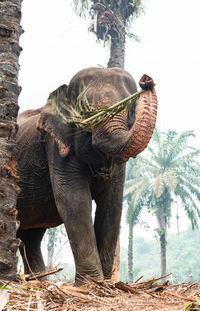 The elephants in the national park