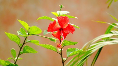 Close-up of red plant