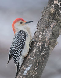 Close-up of bird perching on tree trunk