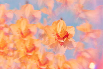 Close-up of pink flower