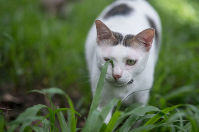 Portrait of cat on grass