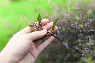 Close-up of hand holding plant