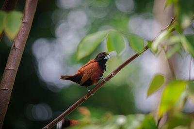 Bird perching on a branch