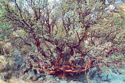 Tree in forest