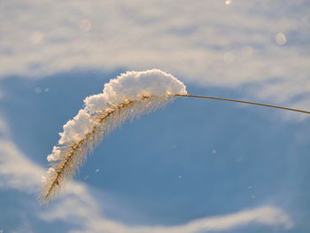 Close-up of snow against sky