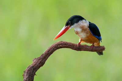 Close-up of bird perching on a branch