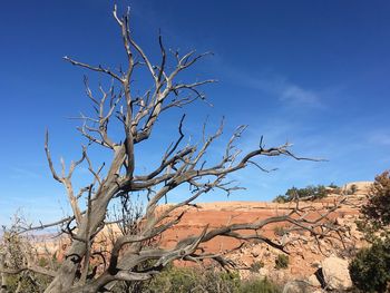 Bare tree on landscape against blue sky