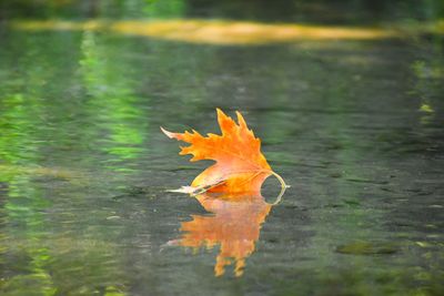 Close-up of maple leaf on land