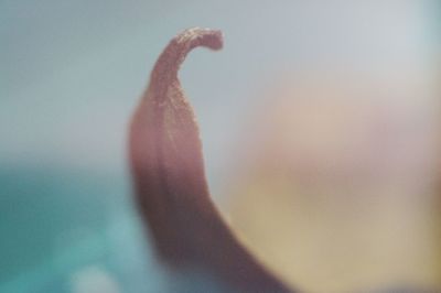 Close-up of leaf against sky