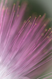 Close-up of fiber optic