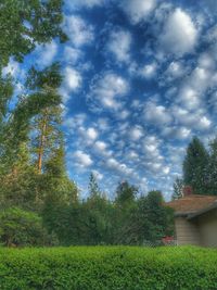 Trees and plants growing on field against sky