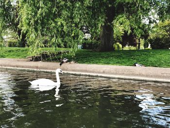 Swan swimming in lake