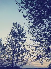 Low angle view of bare trees against sky