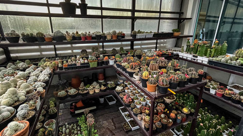 High angle view of potted plants in greenhouse