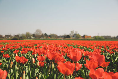 View of poppies growing in field against clear sky