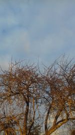 Tree against sky during sunset