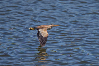 Bird flying over lake