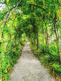 Narrow pathway along trees in forest