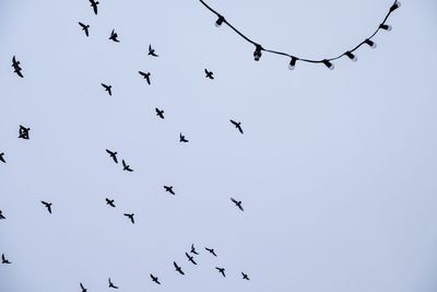 Low angle view of birds flying against clear sky