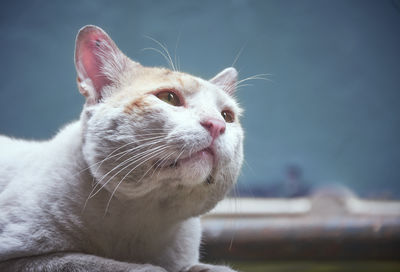 Close-up of a cat looking away