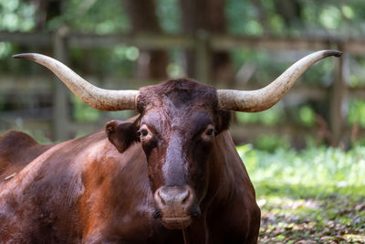 Portrait of cow on field